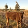 For Sale two beef steers. - Livestock